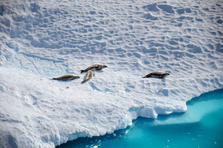 अंटार्कटिका के रहस्य: बर्फ के नीचे क्या छिपा है? | Antarctica's Mysteries: What Lies Beneath the Ice?