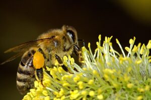 शहद और दालचीनी के फ़ायदे | Health Benefits of Honey and Cinnamon